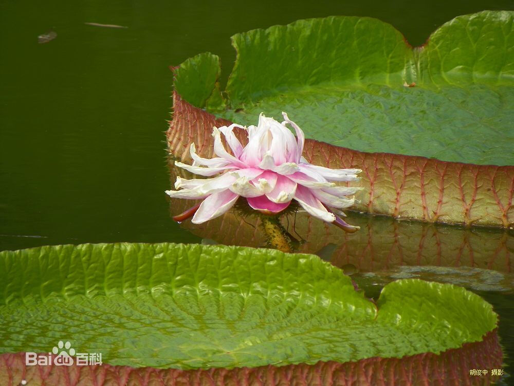 睡莲~ 传说从前，有一位姑娘住在一个偏僻的山村里，那里有一条河围绕着村子。有一天，那条河枯竭了，为了家人，姑娘整天四处奔波，只为找到少的可怜的水。 在一个有雾的早晨，她一个人沿着河走着，心里满是忧愁。突然，一个声音清清楚楚传入她的耳朵：“你的眼睛真美”就在她回头的刹那，只见河里的淤泥中有一条鱼看着她。那是一条美丽的鱼，他身上的鳞片就像天空那么蓝，他有一双温柔的眸子，他的声音也是那么清澈透明。 鱼对姑娘说，如果姑娘愿意常常来看他，让他看见她的眼睛，他就可以给她一罐水，当然那无非是一个借口而已。鱼儿的心灵和她的心灵一样纤尘不染。于是，姑娘每天早晨都会和鱼相会，鱼也履行着他的承诺。每一天