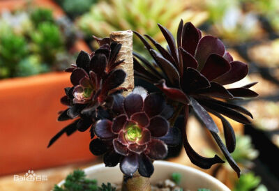 黑法师 [1] （Aeonium arboreum 'Atropureum'）是景天科莲花掌属多肉植物（多浆植物）， 为莲花掌的栽培品种。其外形特殊，叶色美观，极具观赏价值，其厚重的叶片聚合而成的花型，十分美丽，莲花形状的黑法师庄严中…