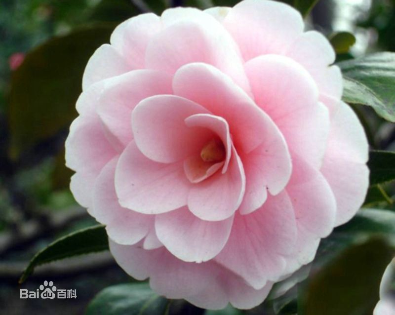 山茶花，又名：山茶、茶花，拉丁文名：Camellia japonica L. 山茶科、山茶屬植物屬常綠灌木和小喬木。古名海石榴。有玉茗花、耐冬或曼陀羅等別名，又被分為華東山茶、川茶花和晚山茶。茶花的品種極多，是中國傳統的觀賞花卉，“十大名花”中排名第七，亦是世界名貴花木之一。分布于重慶、浙江、四川、江西及山東；日本、朝鮮半島也有分布。