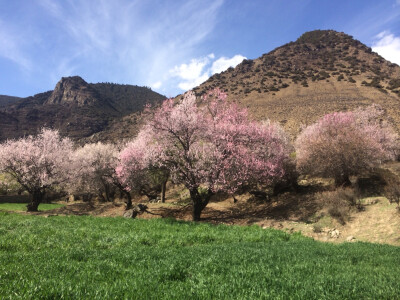 林芝桃花