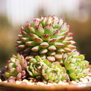 小红衣 拉丁名：Echeveria globulosa——拟石莲属。小红衣的叶片环生，叶片扁平细长，有明显的半透明边缘，叶尖两侧有突出的薄翼。强光下，半透明边会出现漂亮的红。