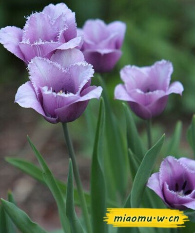 郁金香花图片 郁金香花盛开极美，但花期只有两个月左右，想要让郁金香在这短暂的花期里保持最美的姿态，就要做好郁金香花期的养护，一起来了解下吧。miaomu.w.cn/news/41/200549.html