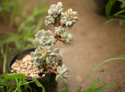 多肉植物 掌上花园--白牡丹 雨后，我来看你.......