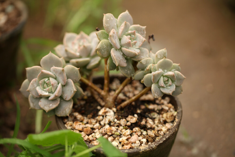 多肉植物 掌上花园--白牡丹 雨后，我来看你.......