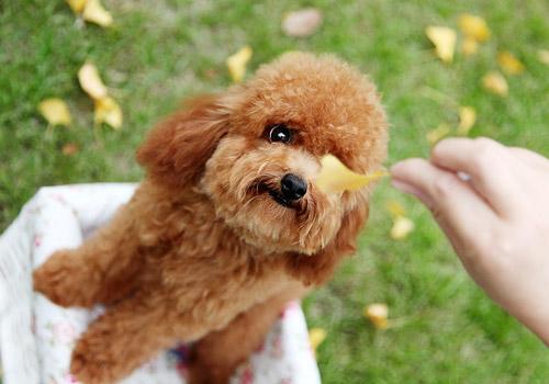  贵宾犬也称“贵妇犬”，是法国的国犬。属于非常聪明且喜欢表演的犬种。据了解，贵宾犬起源于德国，在那儿它以水中捕猎犬而著称。然而许年以来，它一直被认为是法国的国犬。贵宾犬分为标准犬、迷你犬、玩具犬三种。它们之间的区别只是在于体型的大小不同。 贵宾犬（又名贵妇犬，英语：Poodle）起源于非洲，是：北非列须鸟犬的后代，由伊比利亚传到欧洲。虽然名字来自德语“Pudel”，大多数人同意它在法国繁育扎根。1936年FCI将法国确认为该品种犬的诞生地。