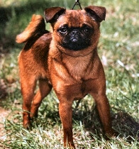 比利时的小布拉班特猎犬，又被称为短毛布鲁塞尔格里芬犬，该犬易胖，怕热。