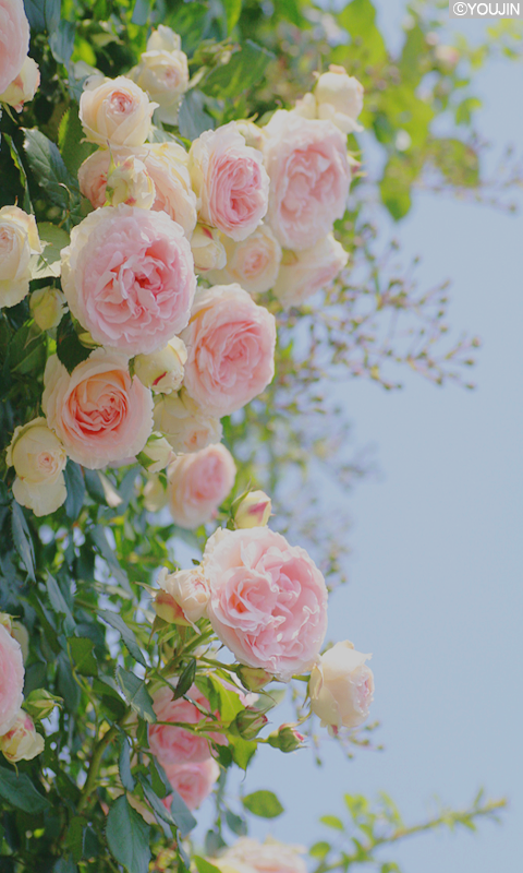 你是夏日的阳光扎根在我温暖心房.