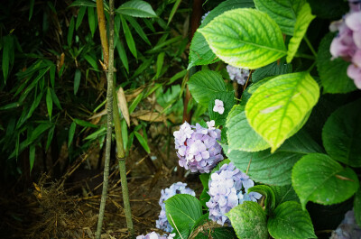 蜀南竹海，所在地四川宜宾长宁。紫阳花