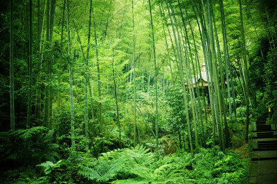 蜀南竹海，所在地四川宜宾长宁。