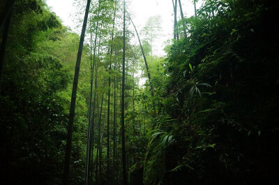 蜀南竹海，所在地四川宜宾长宁。