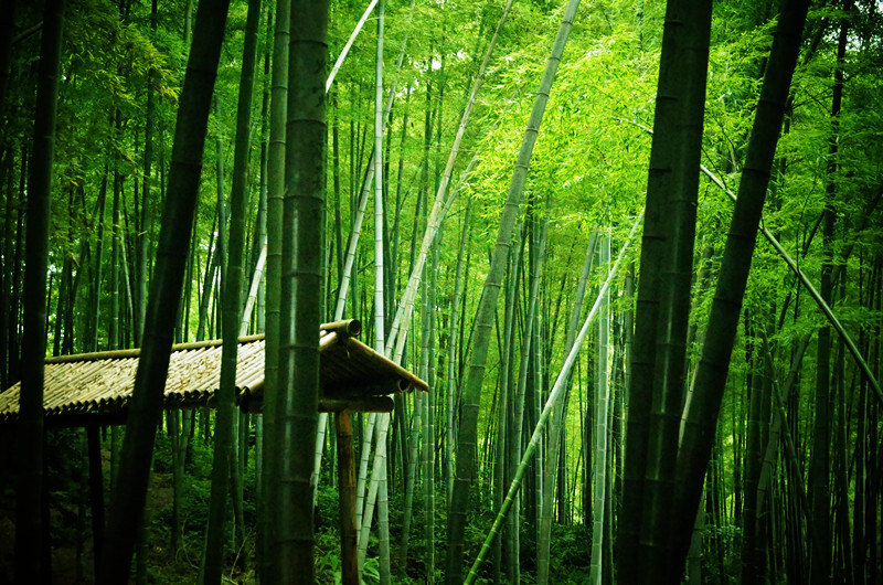 蜀南竹海，所在地四川宜宾长宁。