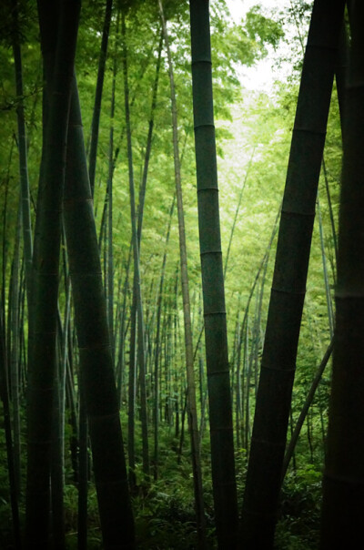 蜀南竹海，所在地四川宜宾长宁。