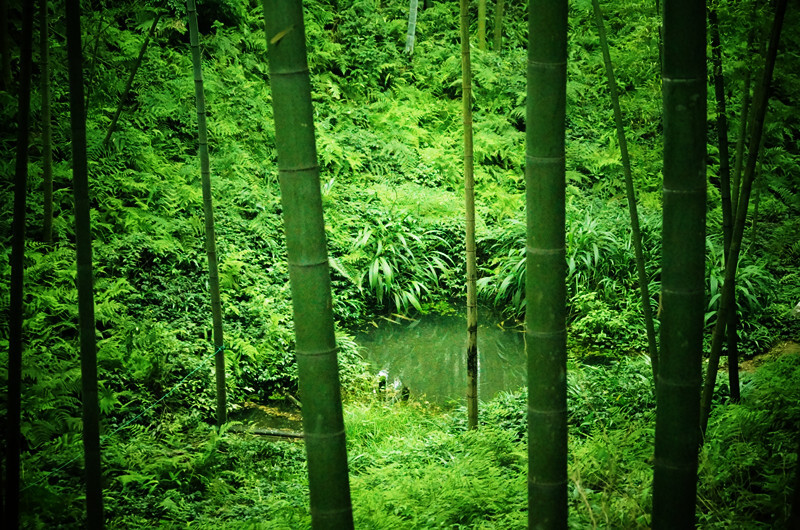 蜀南竹海，所在地四川宜宾长宁。