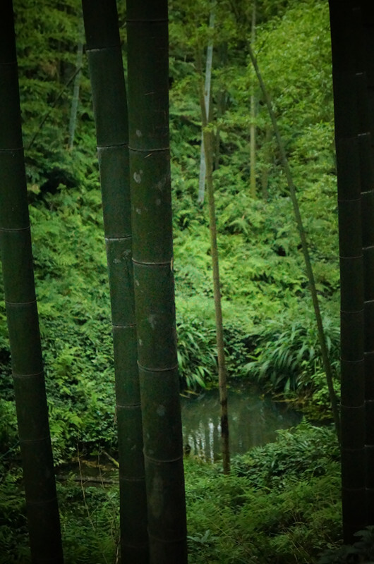 蜀南竹海，所在地四川宜宾长宁。