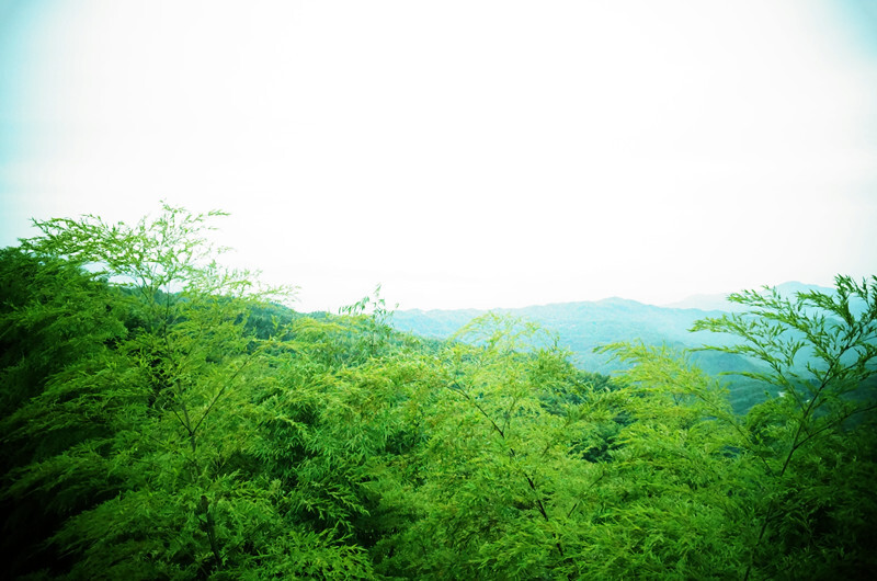 蜀南竹海，所在地四川宜宾长宁。