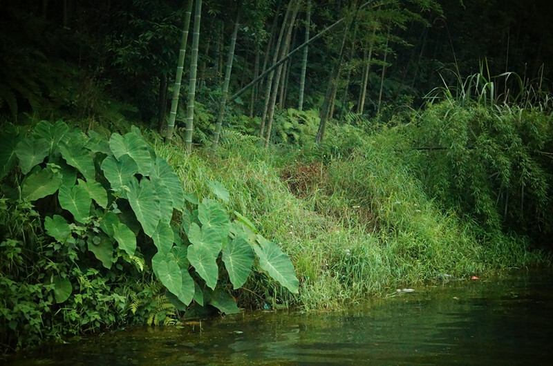 蜀南竹海，所在地四川宜宾长宁。