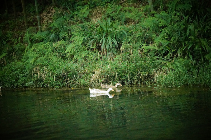 蜀南竹海，所在地四川宜宾长宁。