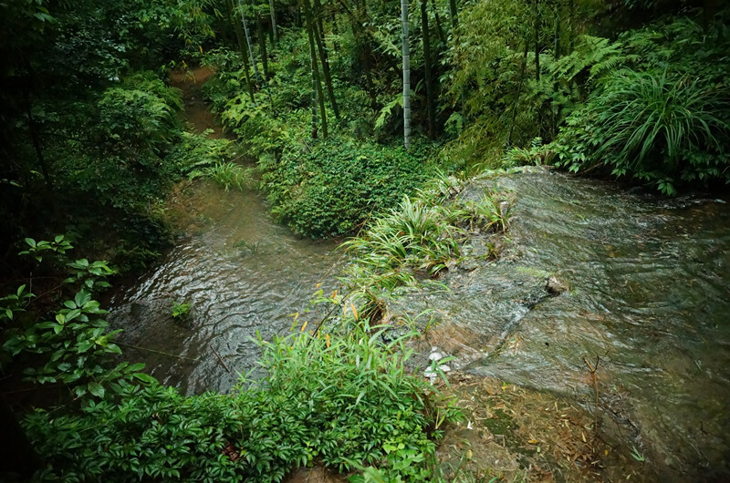 蜀南竹海，所在地四川宜宾长宁。