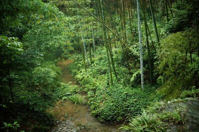 蜀南竹海，所在地四川宜宾长宁。