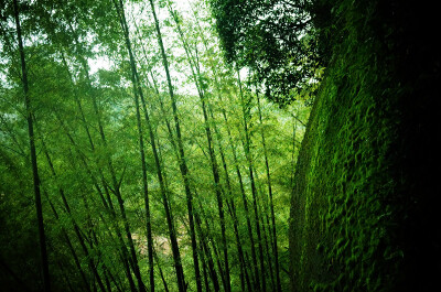 蜀南竹海，所在地四川宜宾长宁。