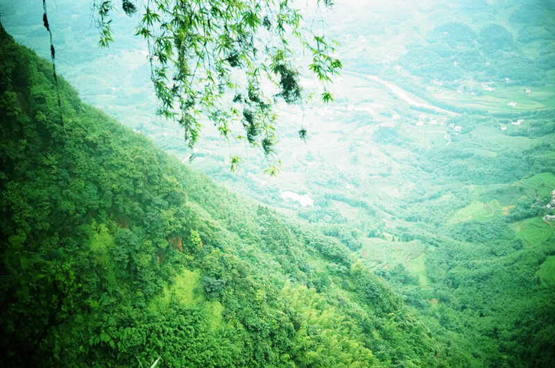 蜀南竹海，所在地四川宜宾长宁。竹花