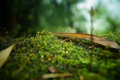 蜀南竹海，所在地四川宜宾长宁。苔癣