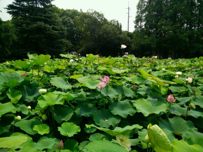 荷花开。。。