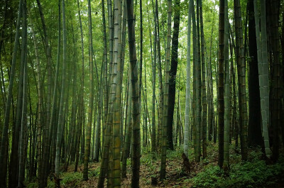 蜀南竹海，所在地四川宜宾长宁。