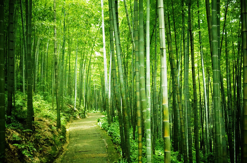 蜀南竹海，所在地四川宜宾长宁