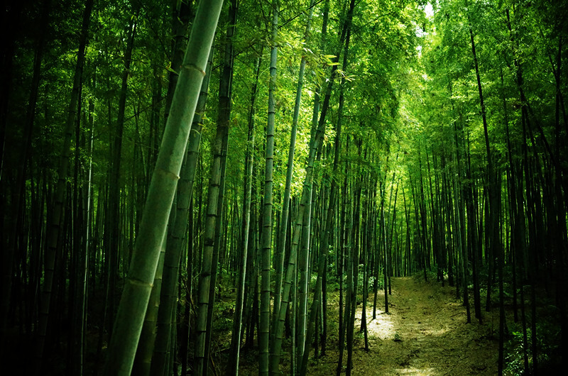 蜀南竹海，所在地四川宜宾长宁