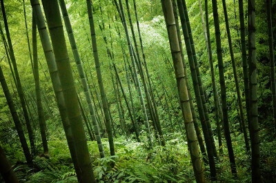 蜀南竹海，所在地四川宜宾长宁