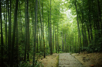 蜀南竹海，所在地四川宜宾长宁