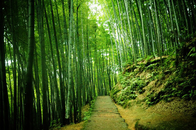 蜀南竹海，所在地四川宜宾长宁