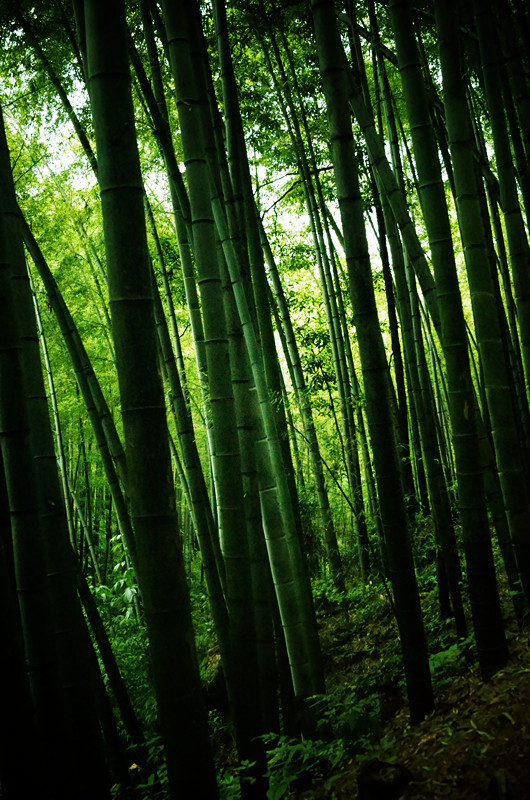 蜀南竹海，所在地四川宜宾长宁