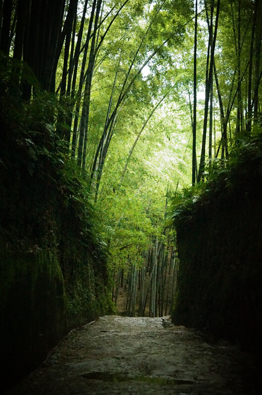 蜀南竹海，所在地四川宜宾长宁