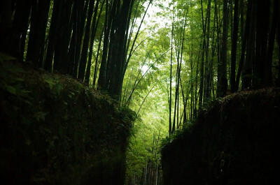 蜀南竹海，所在地四川宜宾长宁