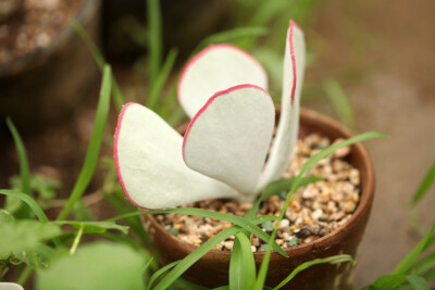 多肉植物 掌上花园--白眉 雨后，我来看你..........