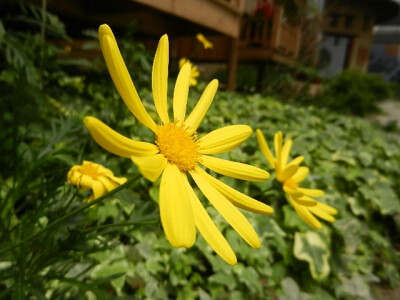 雏菊(Common Daisy) 花语：纯洁的美、天真、幼稚、 愉快、幸福、和平、希望、深藏在心底的爱。