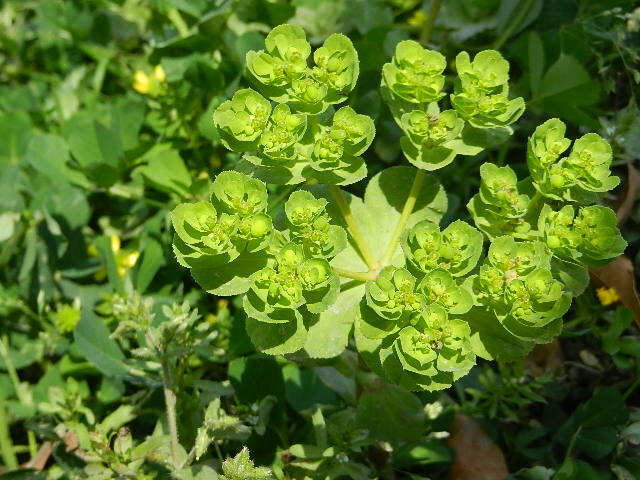 泽漆（学名：Euphorbia helioscopia L.），又名五朵云、五灯草、五风草等，属大戟目、大戟科一年生草本。泽漆花语：善变。