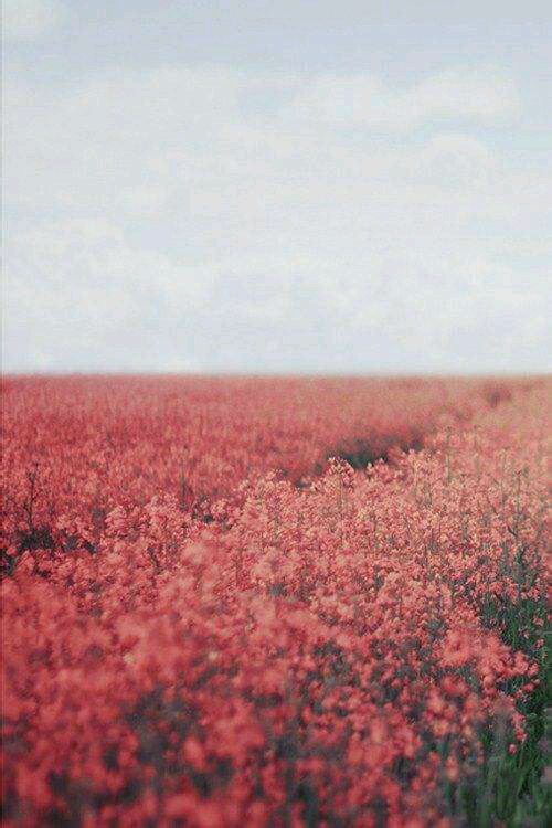 你是夏日的阳光扎根在我温暖心房.