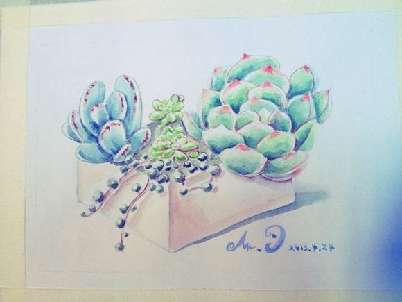 多肉 百度贴吧多浆植物吧 作者moly_2013