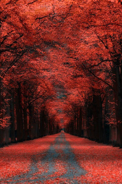 Autumn Lane, Kassel, Germany photo by Ronny Engelmann