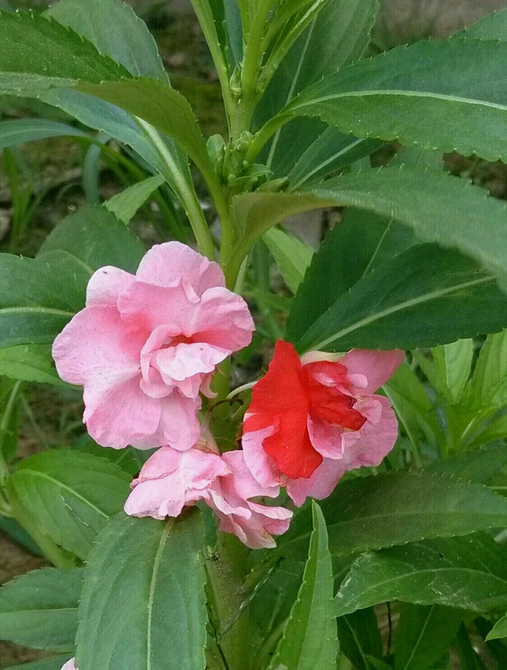 香海禅寺的花~~