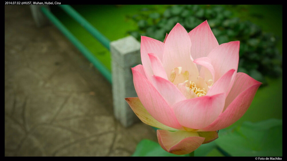 華科西校區荷花池荷花。版權所有。© Foto de Machiko