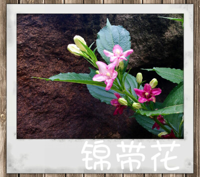 锦带花