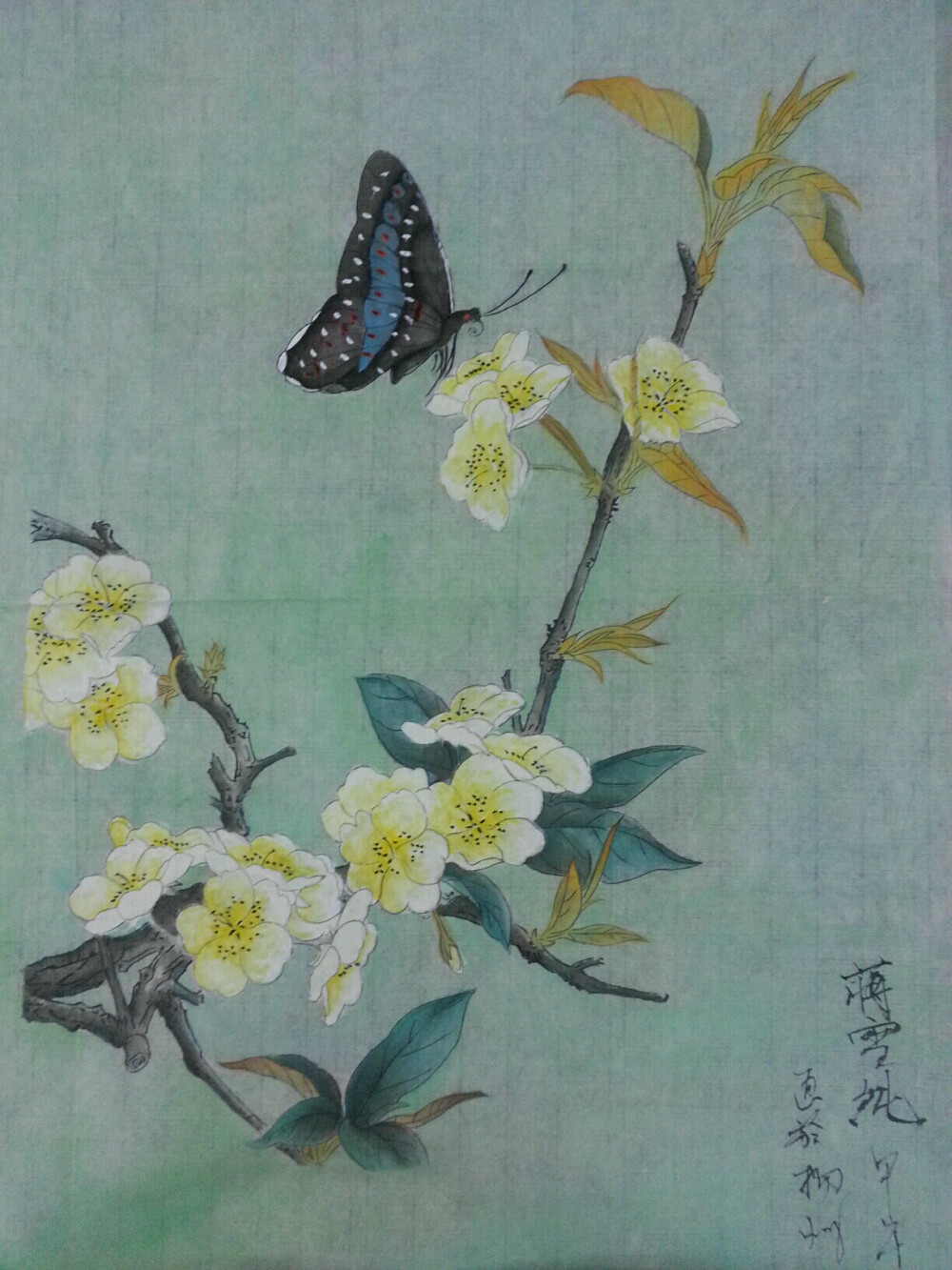 国画工笔画 -梨花硖蝶