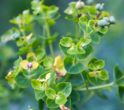 壁纸头像【960x854】绿色植物