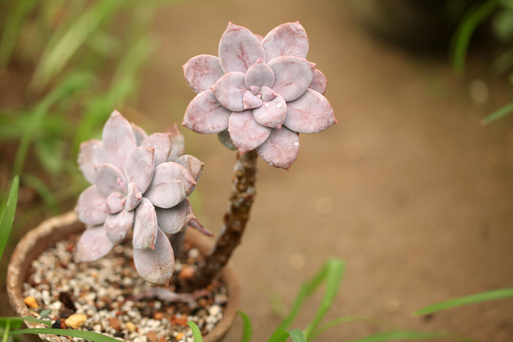 多肉植物 掌上花园--华丽风车 雨后我来看你......