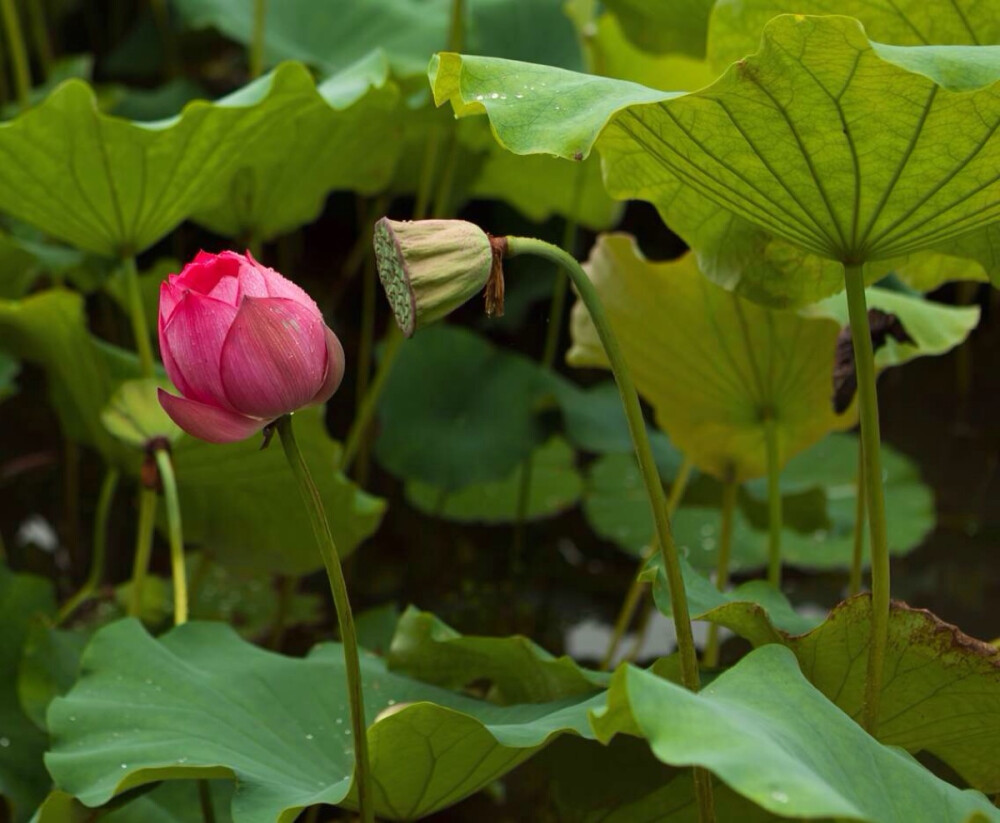 荷花在跳探戈也