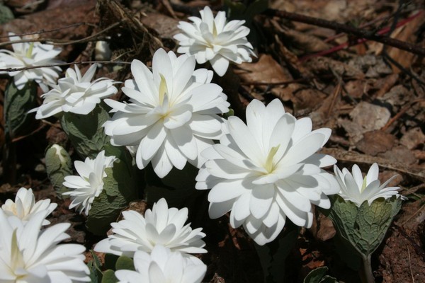 血根草（学名：Sanguinaria canadensis）是一种多年生草本植物，原产于北美洲东部，原产地由加拿大的新斯科舍省往南至美国的佛罗里达州。折断或打碎根状茎时会流出似血液的红色汁液，因此被称为血根草。血根草是罂粟科血根草属内唯一的一个种，与原产于东亚的血水草属（Eomecon）植物亲缘关系最接近。